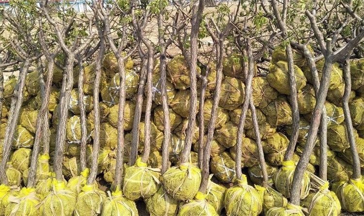 果樹苗中港物流 果樹苗中港物流